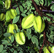 Carambola