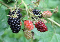 Blackberry