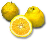 Ugli Fruit