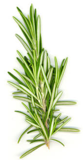 Rosemary (Rosmarinus officinalis)