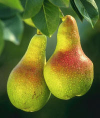 File:Pears.jpg