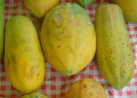 File:Carica papaya dsc07806.jpg