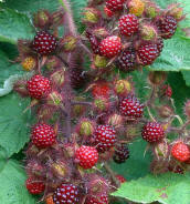 Hybrid Berries