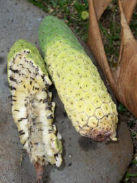 File:Monstera deliciosa ripen fruit 01.JPG