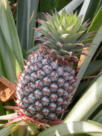 Pineapple