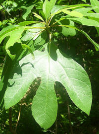 File Powder (Sassafras albidum)