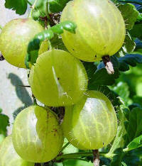 File:Stachelbeeren.jpg