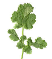 Celery Leaves (Apium graveolens)