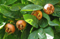 File:Medlar pomes and leaves.jpg