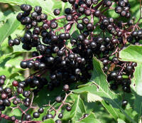 Elderberry