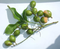 Genip