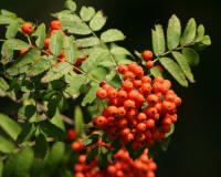 Rowanberry