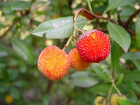 Arbutus