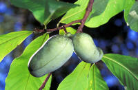 File:Asimina triloba3.jpg