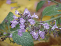 Calamint (genus Calamintha)