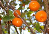 File:Calamondin in our front yard.jpg