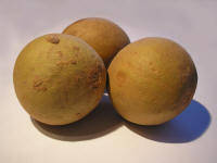 Sapodilla