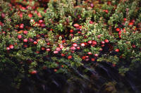 File:Cranberry bog.jpg