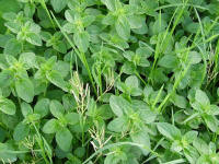 Thyme (Thymus vulgaris)