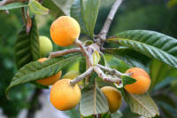 Loquat