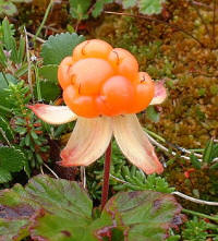 Cloudberry