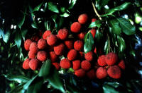 Litchi