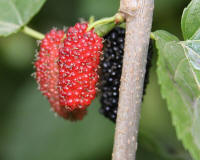 File:Mulberry in Libya.jpg