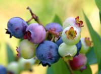 File:PattsBlueberries.jpg