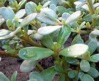 Purslane (Portulaca oleracea)