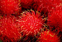 File:Rambutan Nephelium lappaceum Whaldener Endo.jpg