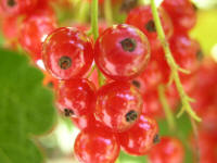 Currant