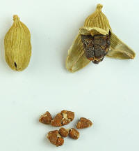 Cardamom