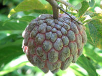 Sweetsop