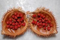 Achiote