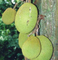 Jackfruit