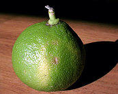 Bergamot