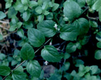 Yerba Buena (Clinopodium douglasii)