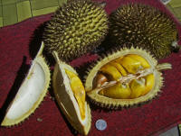 Durian