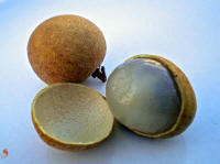 Longan