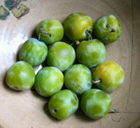 Greengage