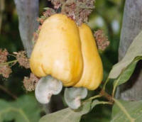 Cashew Apple