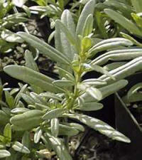 Hyssop (Hyssopus officinalis)