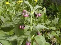 Comfrey (Symphitum officinale)