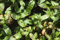 Rau Ram (Persicaria odorata)