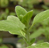 Micromeria (genus Micromeria)