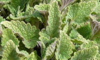 Catnip (Nepeta cataria)