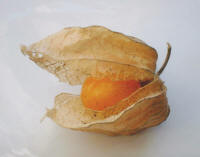 Cape Gooseberry