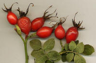 Rose Hip