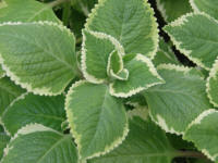 Cuban Oregano (Plectranthus amboinicus)