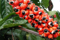 Guarana